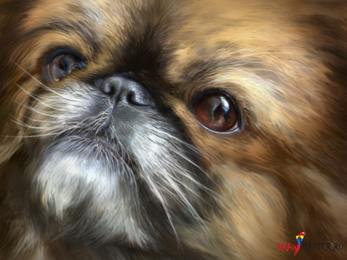 Как рисовать портрет маленькой собаки