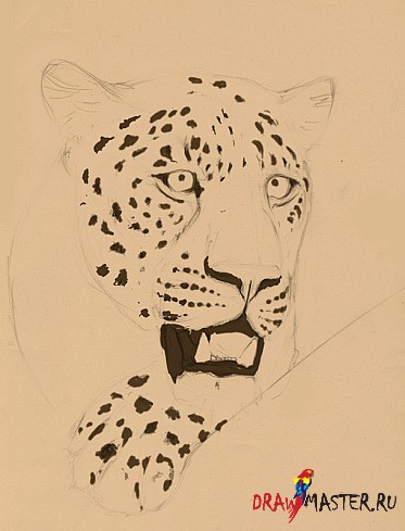 Как нарисовать леопарда поэтапно — учимся рисовать животных