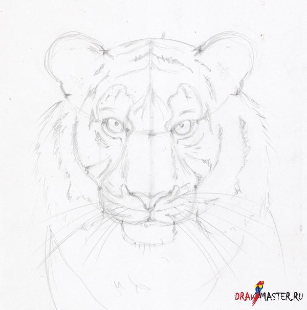 Как нарисовать тигра легко и просто, рисунки и идеи тигра