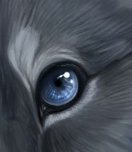 глаза кошек