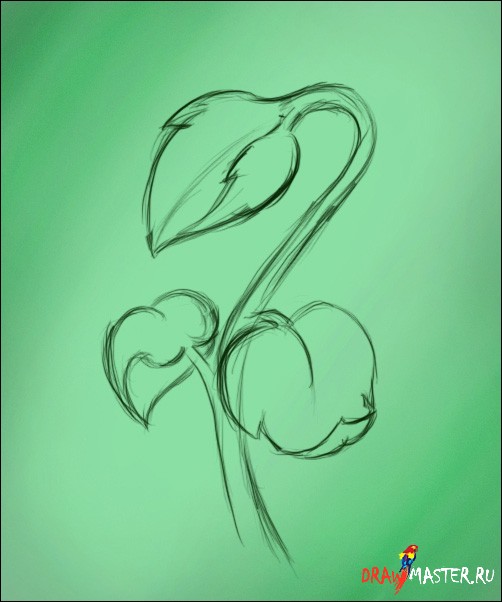 Рисунок цветок жасмин
