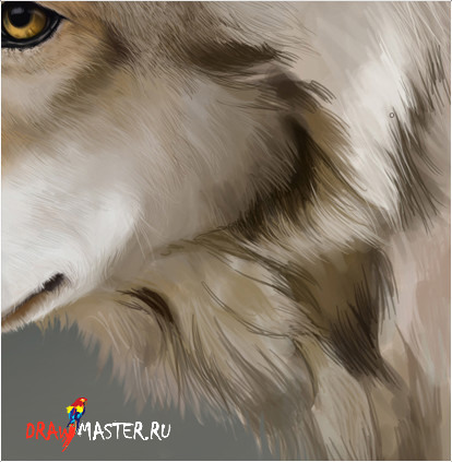 Как нарисовать серого волка карандашом