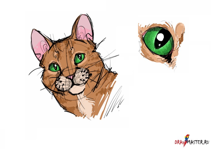Как нарисовать кошку: 11 самых полезных советов | Анимационный институт Дорогова | Дзен