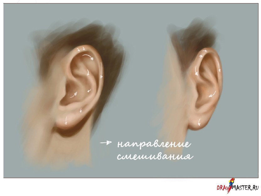 Рисунок уха человека (45 фото)
