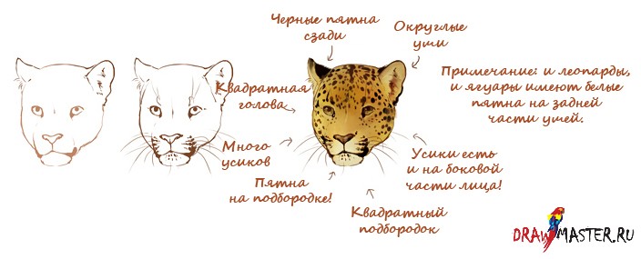 Учимся поэтапно рисовать леопарда ребенку (+ раскраска)