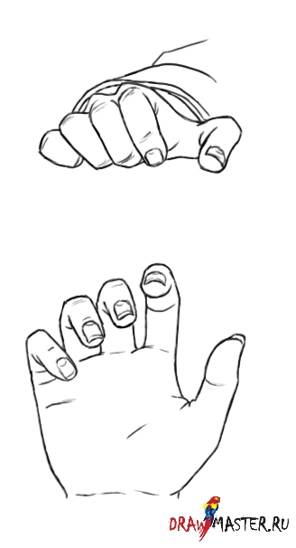 Как рисовать руку (кисть) человека